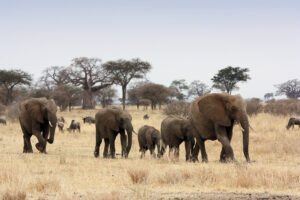Elenfantenfamilie im Tarangire Nationalpark