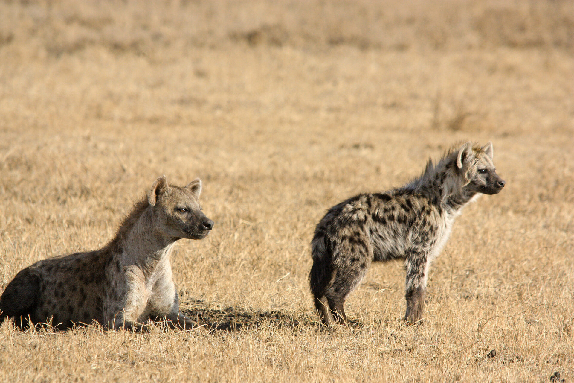 Hyänen in der Serengeti © Thomas Kimmel