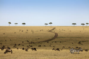 Die große Gnuwanderung zwischen Serengeti und Masai Mara