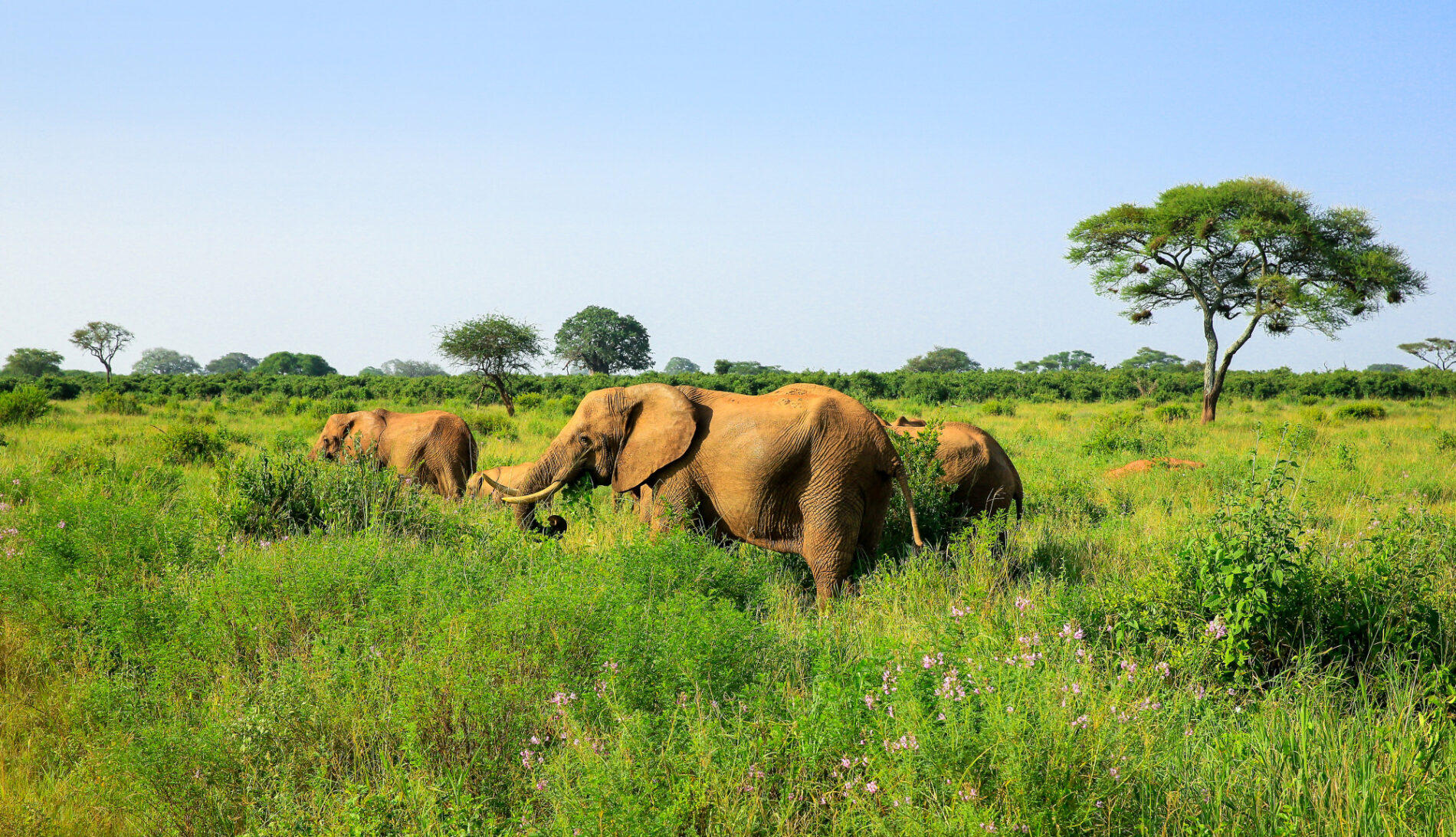 Elefanten im Gras © Lars Eichapfel