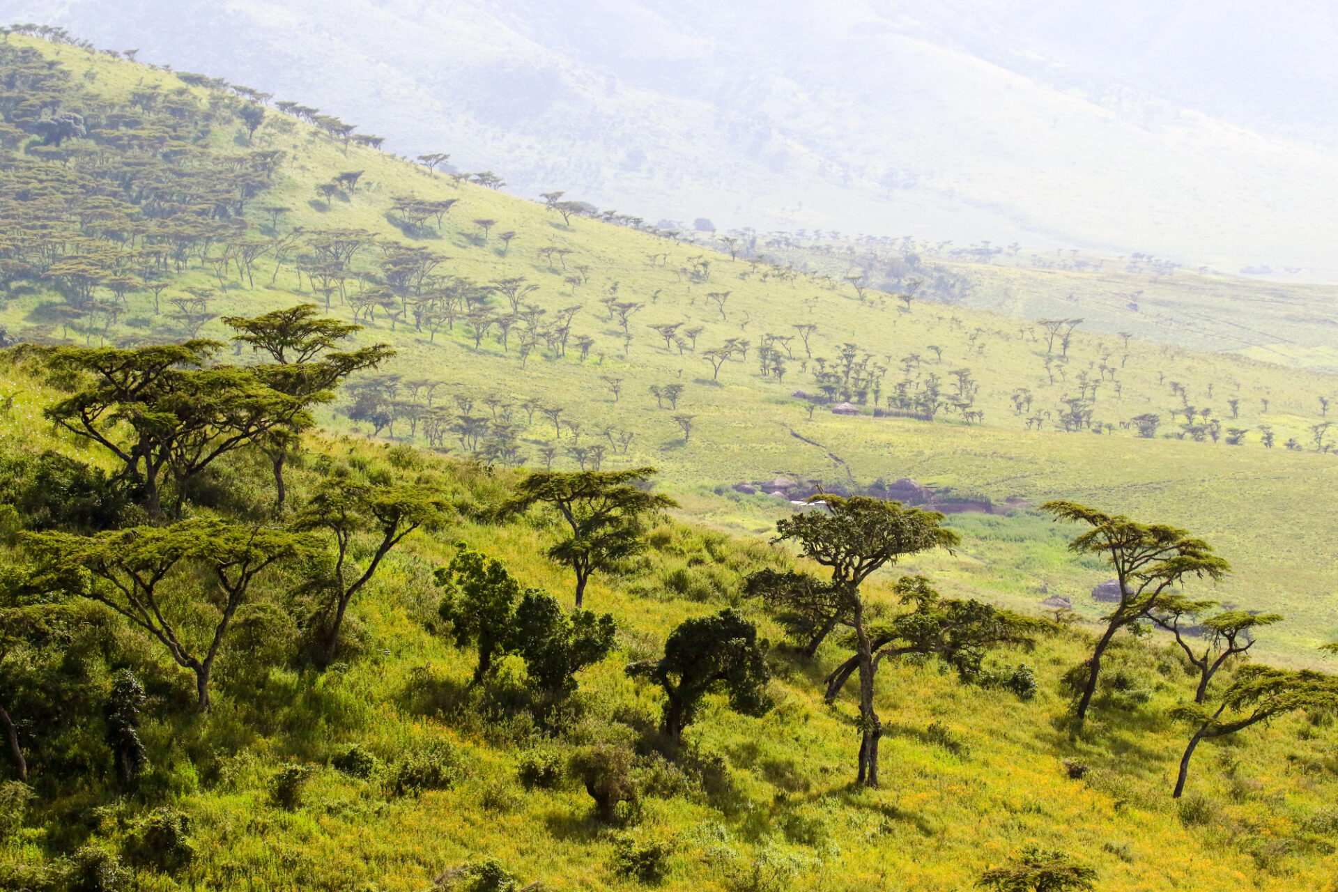 Die grünen Hänge des Ngorongoro Kraters © Lars Eichapfel