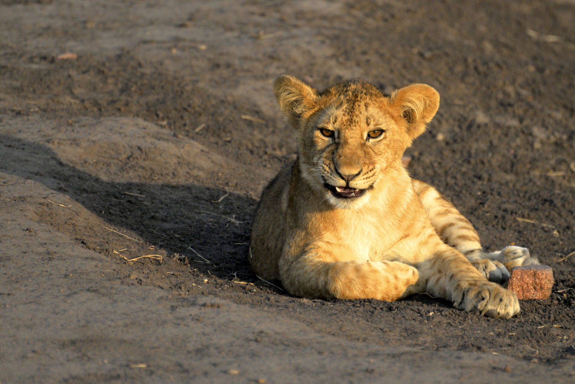 Löwenjunges in der Serengeti © Marie Maywald