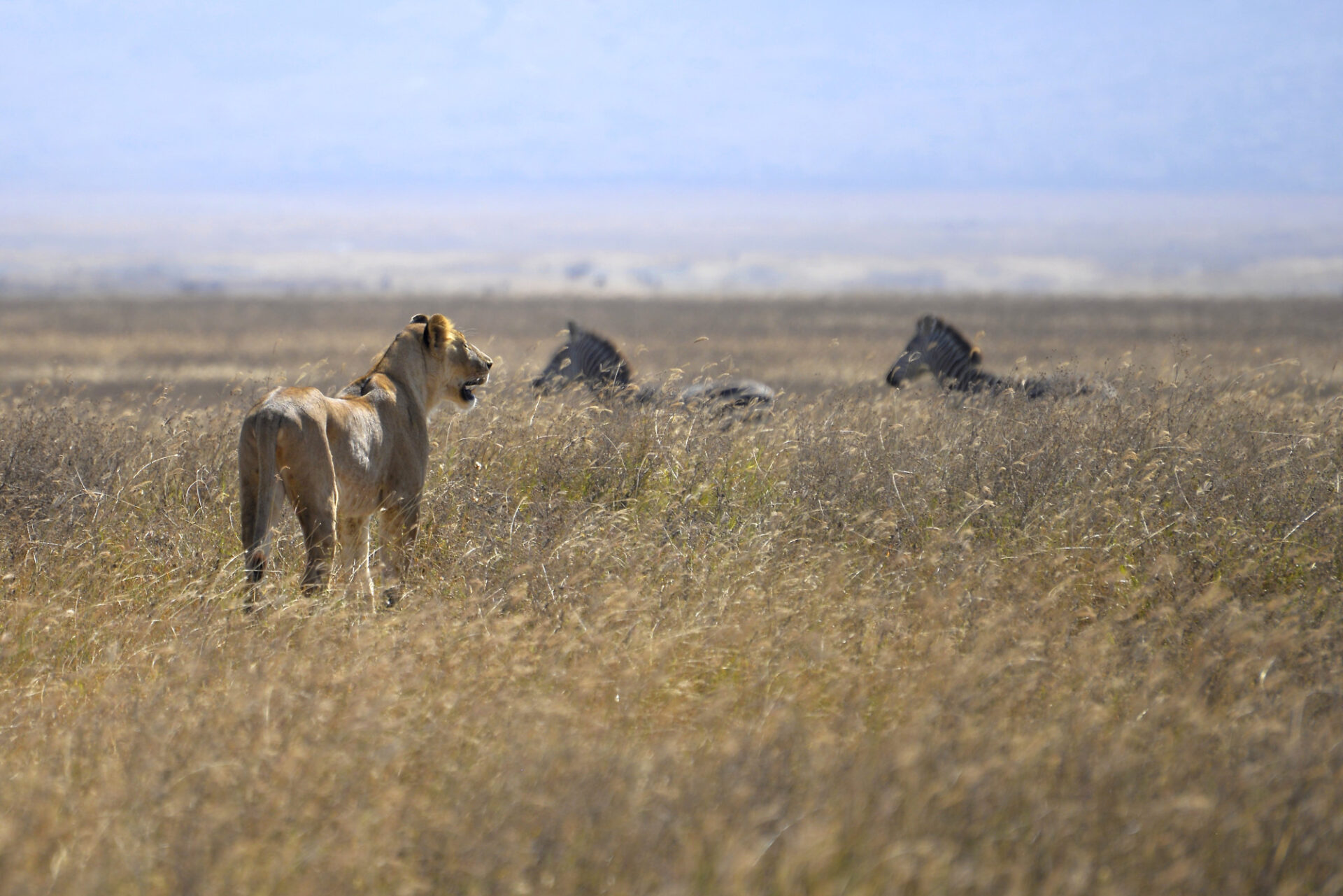 Löwin auf der Jagd im Ngorongoro Schutz © Marie Maywald