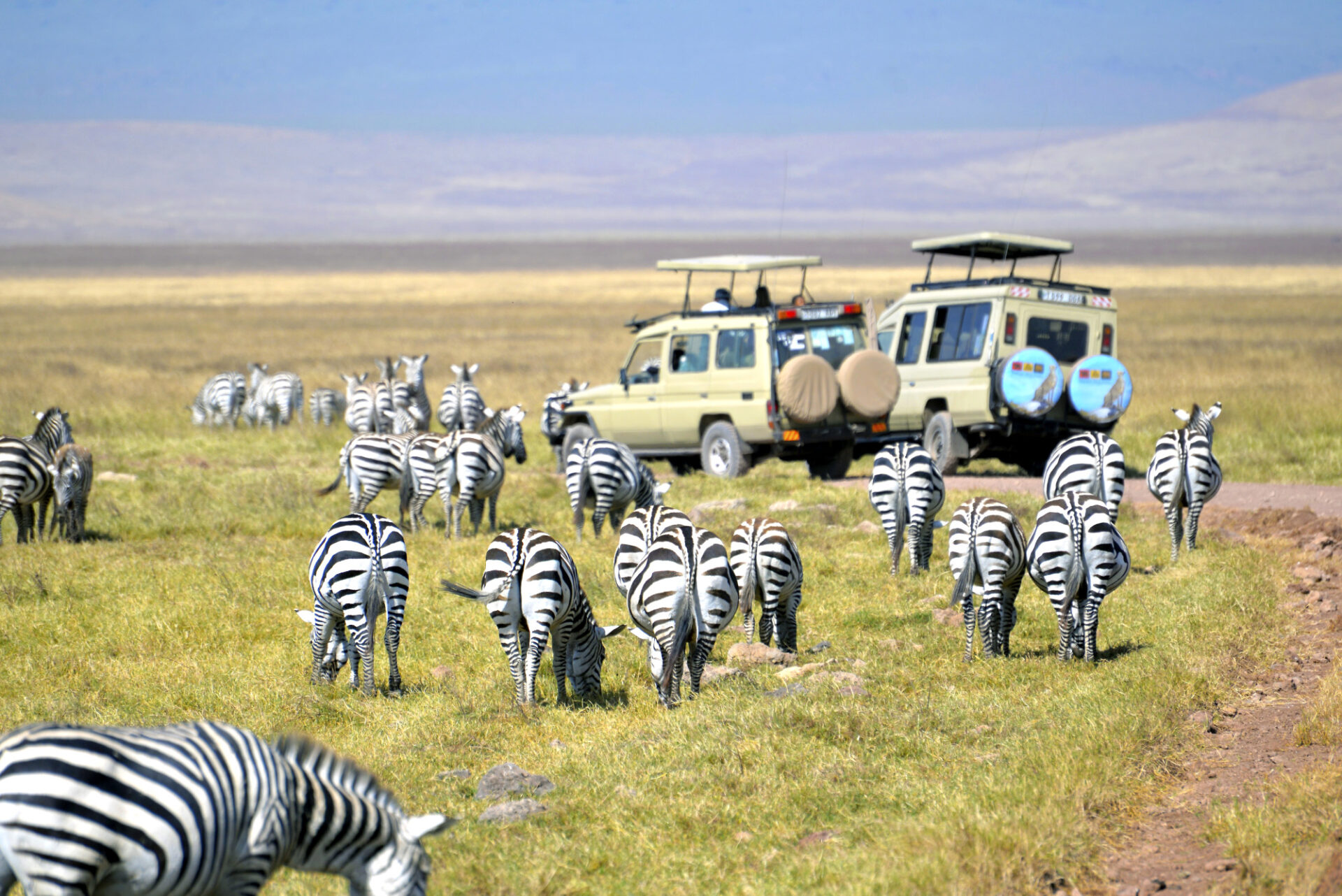 Die Zebras im Ngorongoro-Schutzgebiet haben keine Scheu vor den Safarifahrzeugen © Marie Maywald