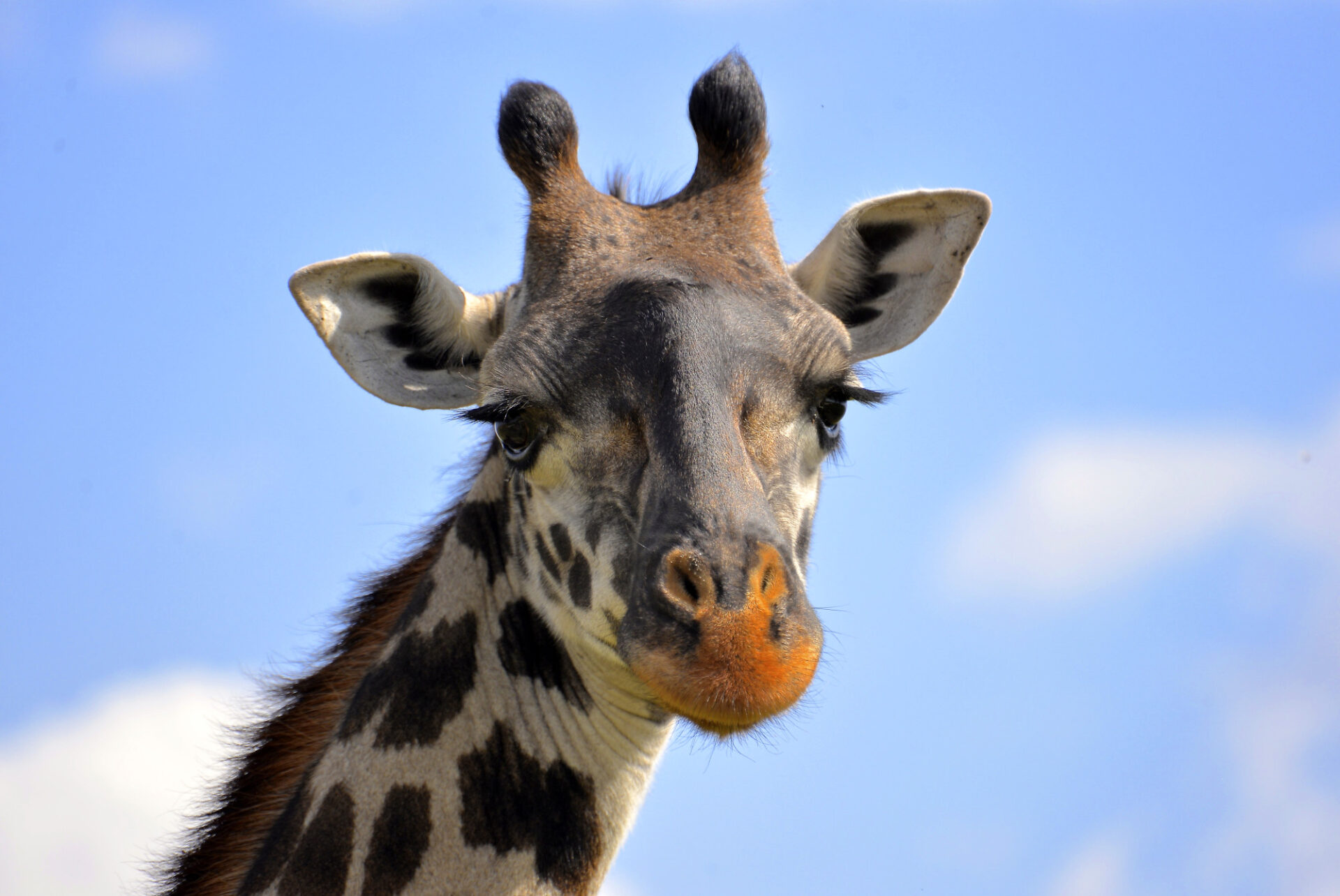 Die Giraffe in der Serengeti schaut neugierig in die Kamera © Marie Maywald