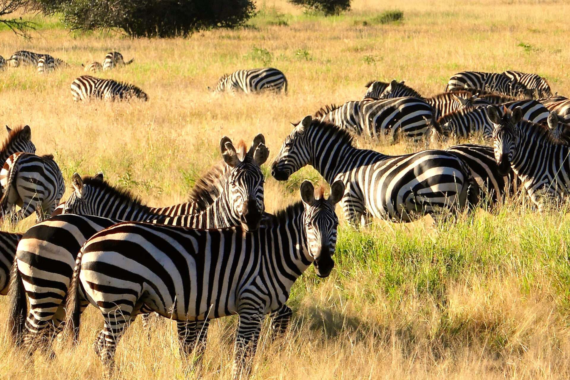 Zebras in der Serengeti © Marie Maywald