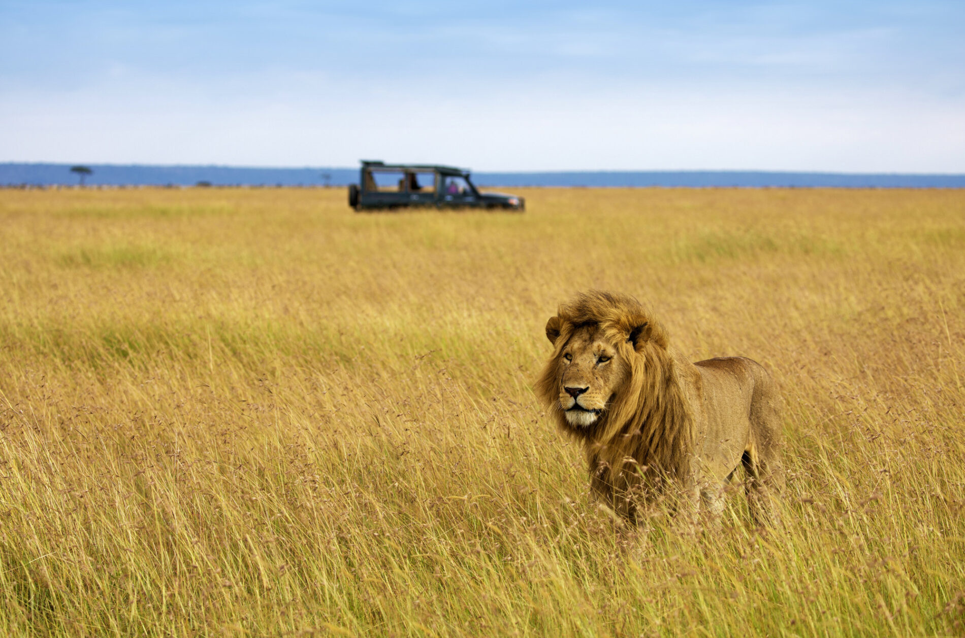Löwe in der Savanne © Thomas Kimmel