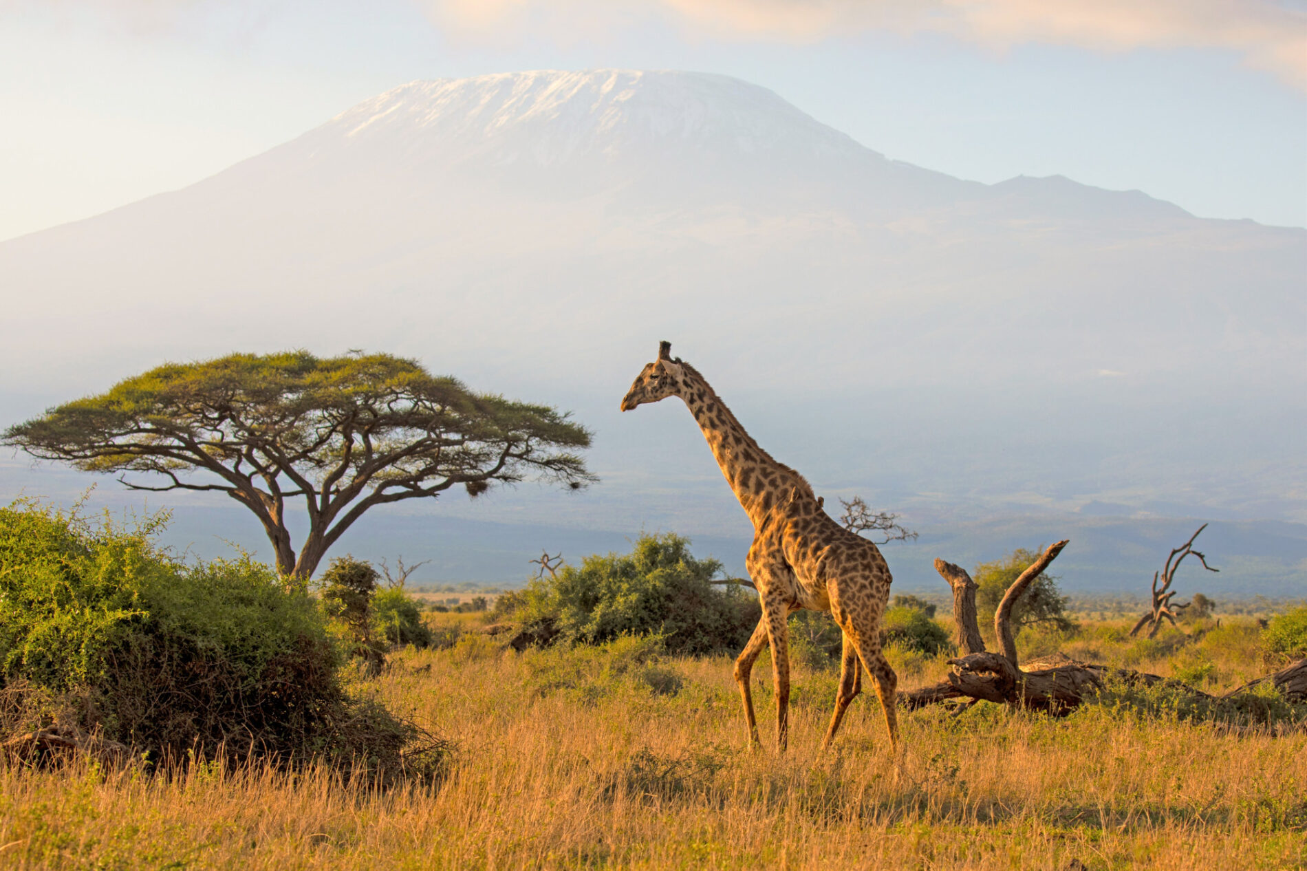 Giraffe vor der Kulisse des Kilimanjaro © Thomas Kimmel