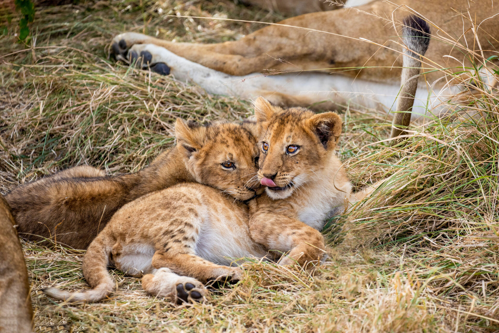 Löwengeschwister © Thomas Kimmel