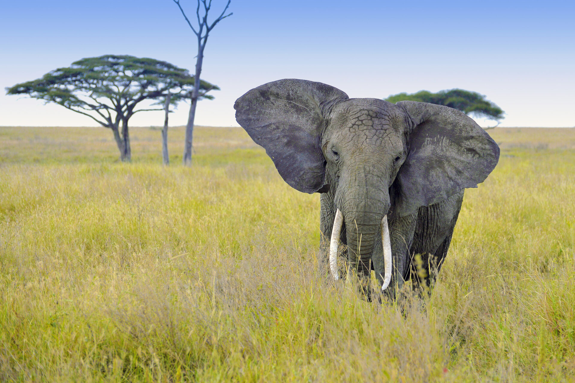 Elefantenbulle mit prächtigen Stoßzähnen © Marie Scholz