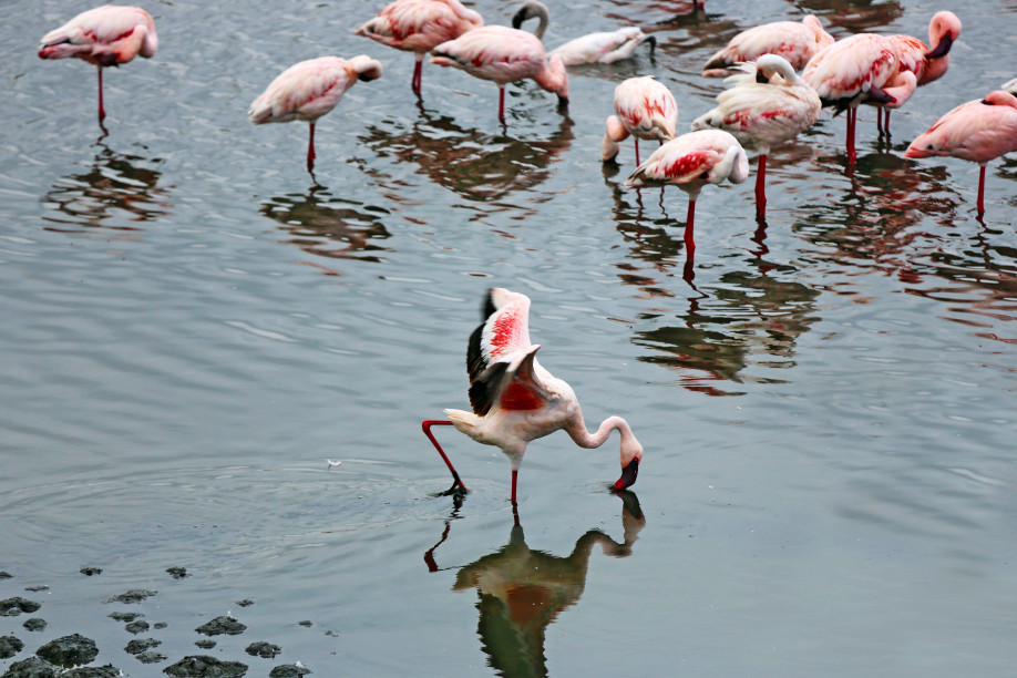 Flamingo © Thomas Kimmel