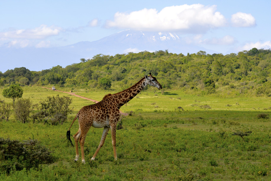 Giraffe vor dem Kilimanjaro © Marie Scholz