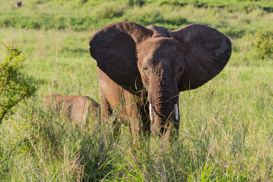 Elefantenfamilie im Tarangire-Nationalpark, Tansania © Klaus Heidemann