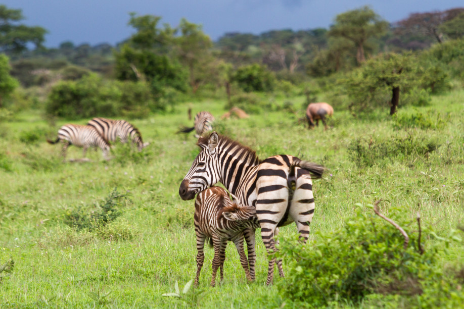 Ein Zebra säugt sein Junges © Klaus Heidemann