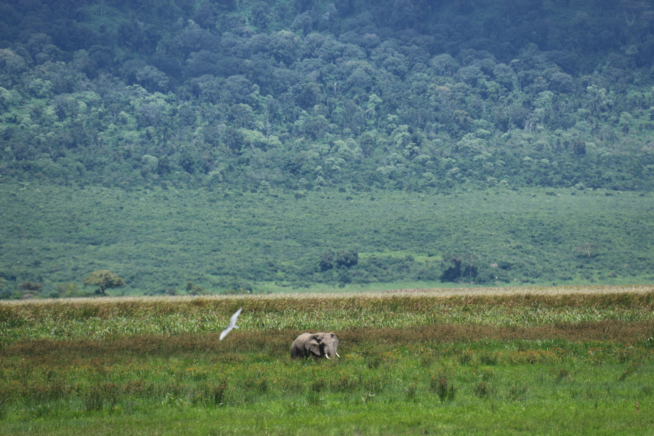 Auf Pirschfahrt im Ngorongoro-Krater © Yvonne Frommater