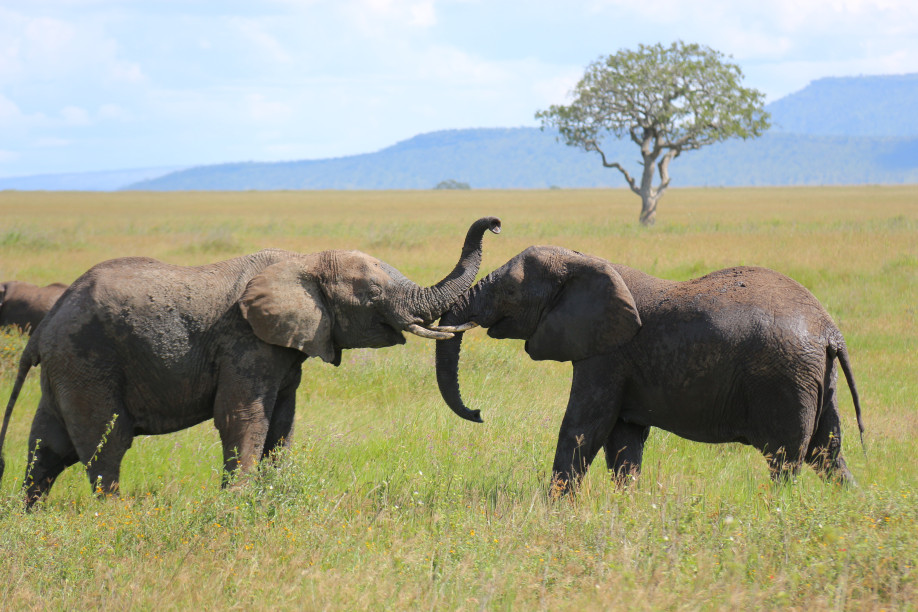 In der Serengeti © Yvonne Frommater