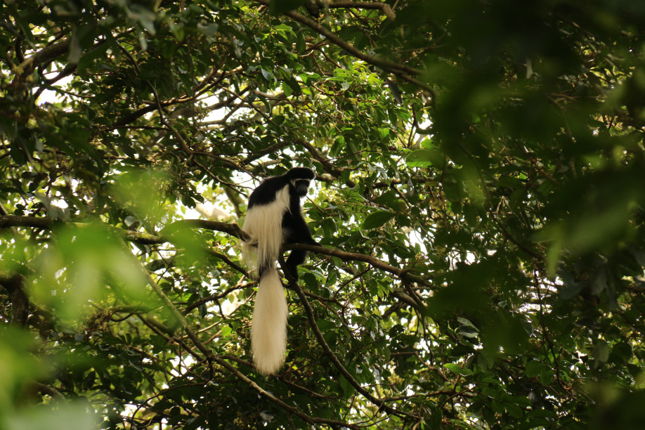 Colobus-Affe am Mount Meru © Yvonne Frommater