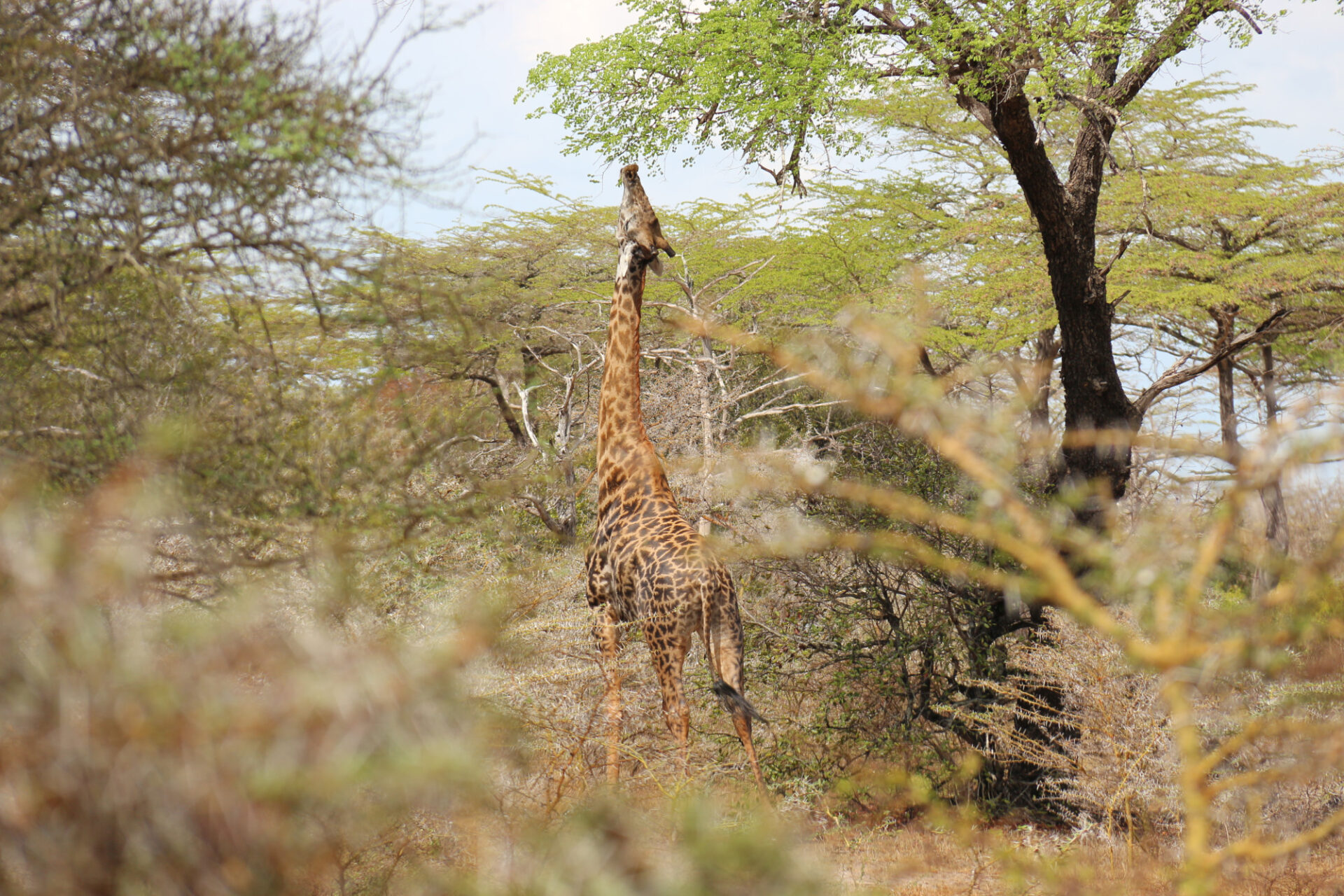 Giraffe im Nyerere-Nationalpark © Yvonne Frommater