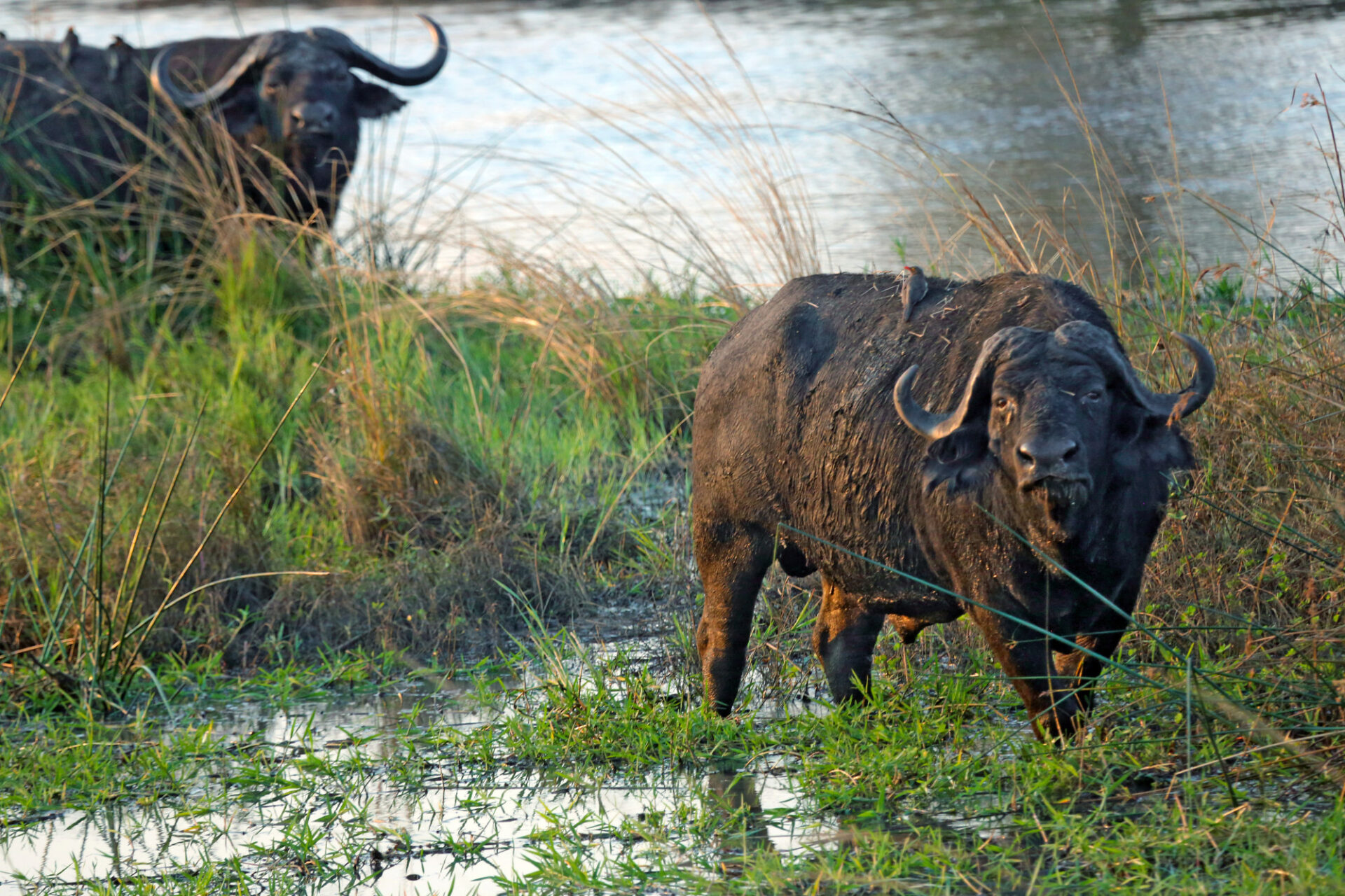Imposanter Büffel im Katavi-Nationalpark © Thomas Kimmel