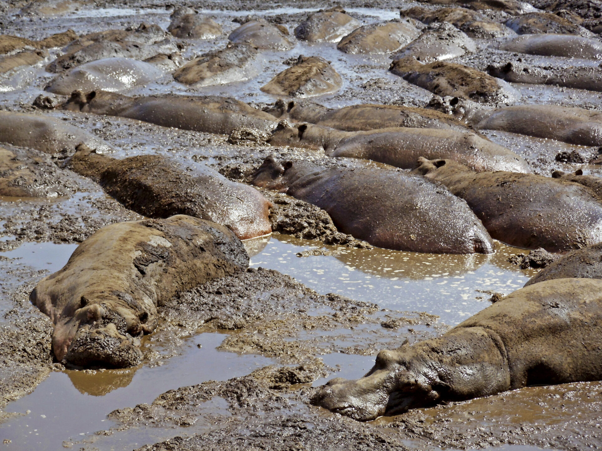 Flusspferde sind in der Trockenzeit dicht gedrängt im Katavi NP © Susan Bussinger