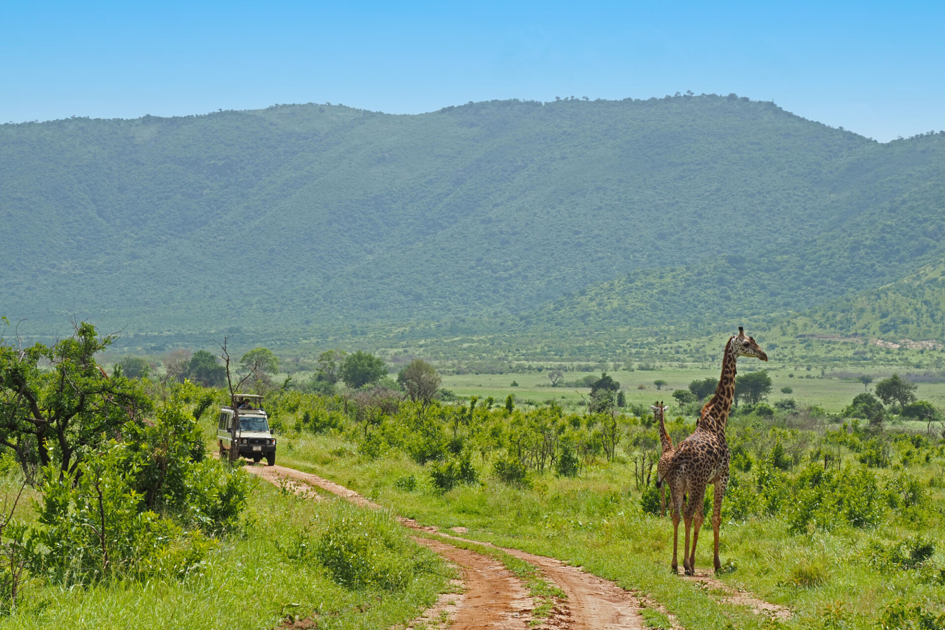 Eine Giraffe am Weg im Mkomazi NP © Jörg Ehrlich