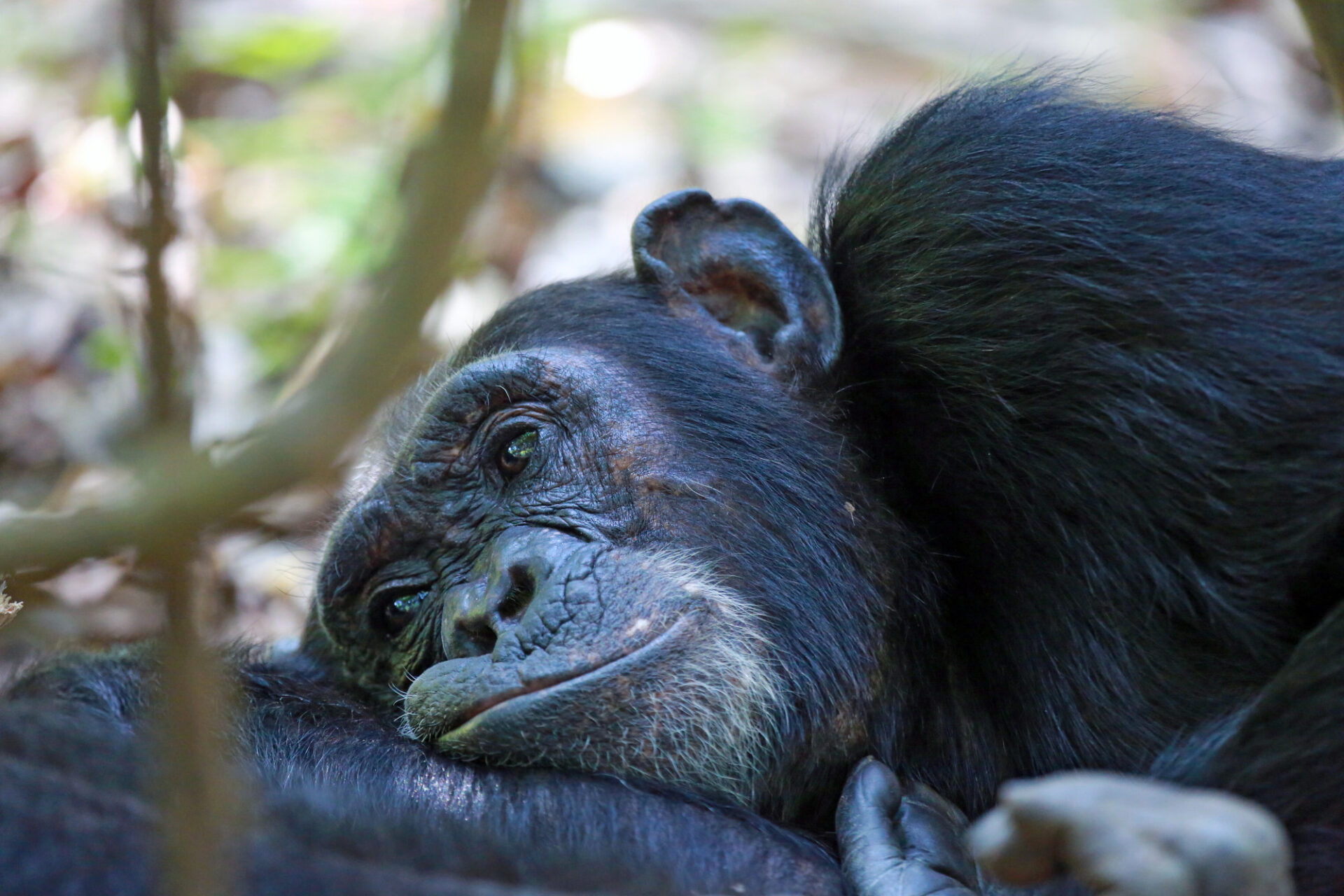 Dösender Schimpanse im Mahale Mountains Nationalpark © Thomas Kimmel
