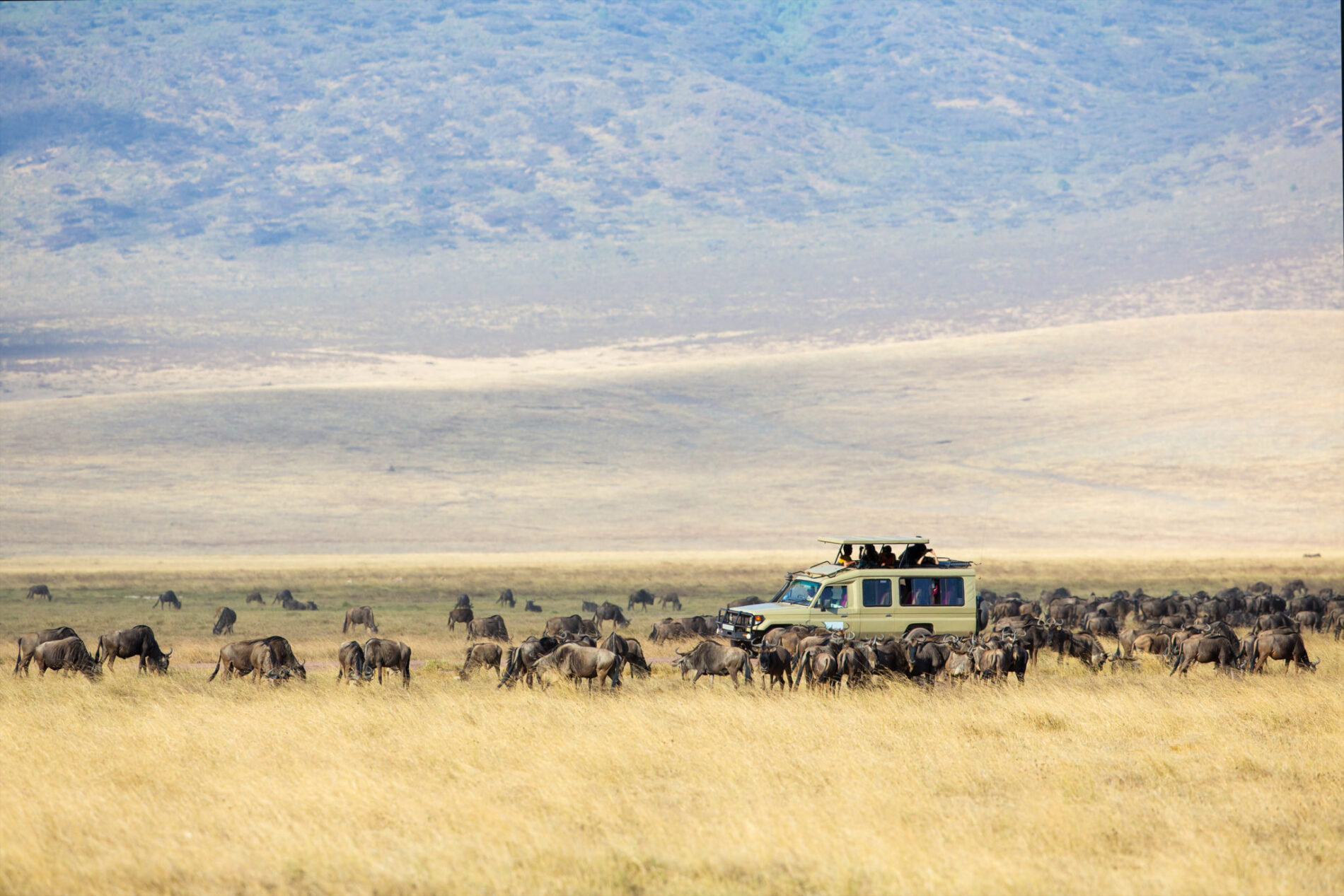 Safari Game Drive in Ngorongoro © kjekol - stock.adobe.com