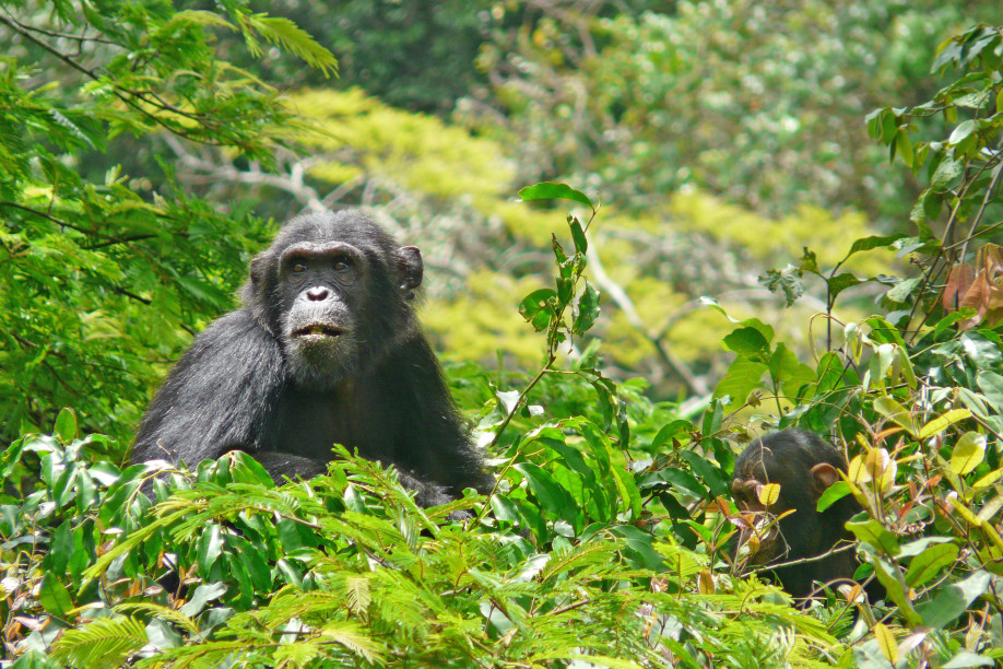 Schimpansen im Gombe-Forest-Nationalpark © Heiko Schierz