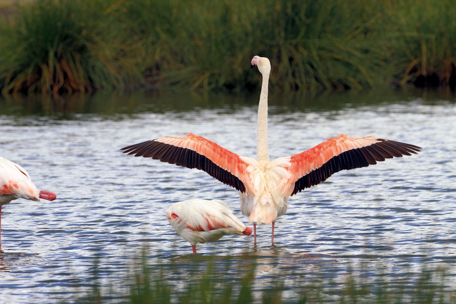 Flamingos im Arusha Nationalpark © Jörg Ehrlich