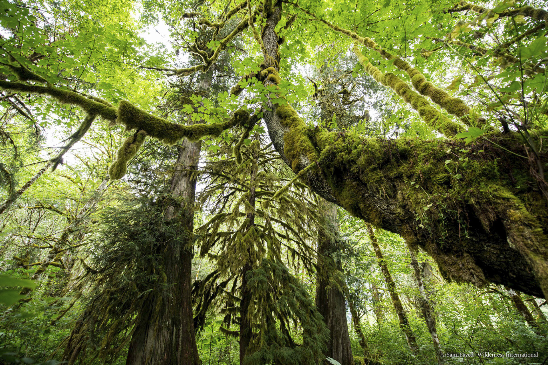 Die Bäume im Urwald sind viele hundert bis zu mehr als tausend Jahre alt © Sami Fayed