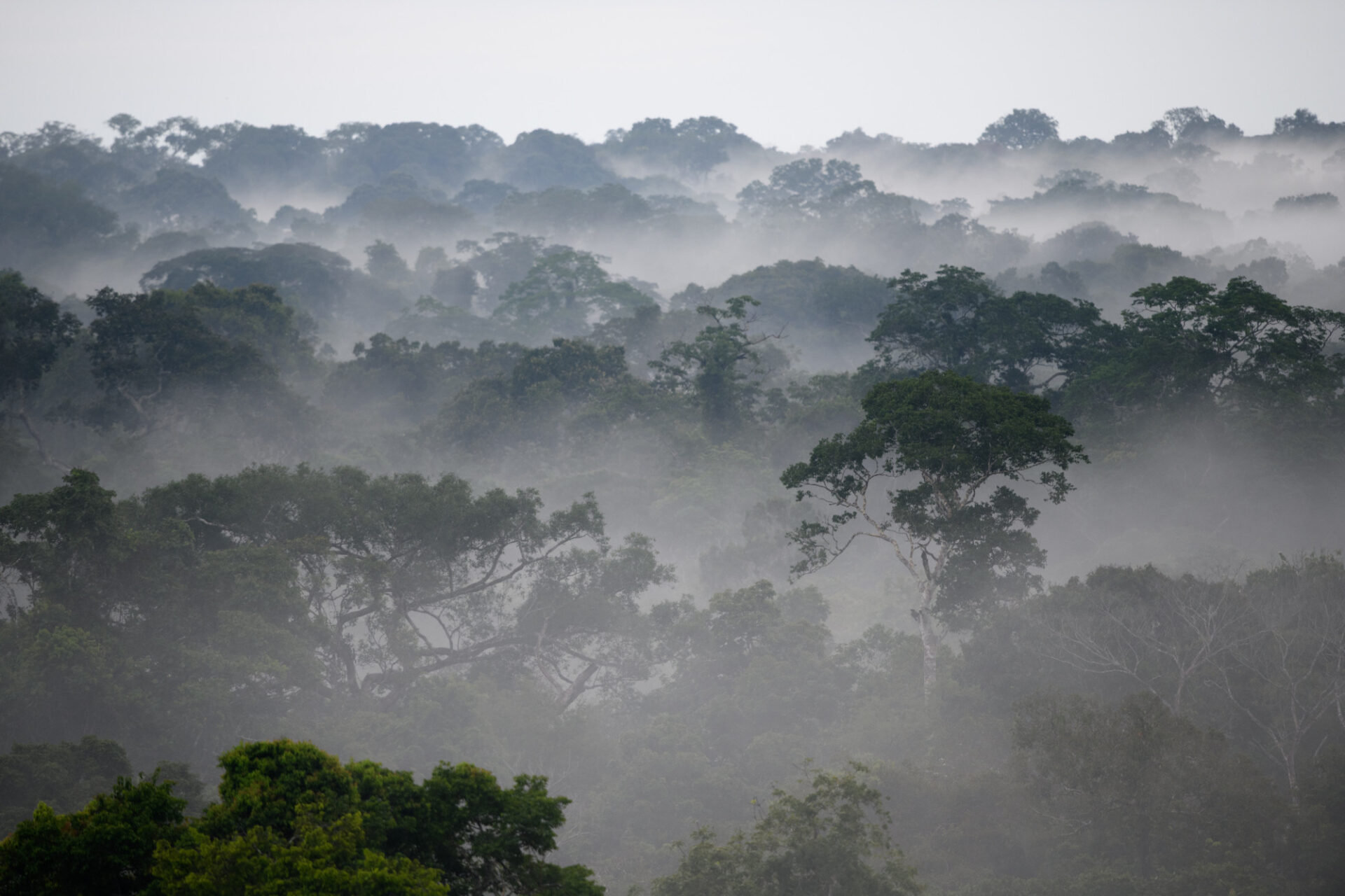 Baumriesen in Amazonien © Archiv