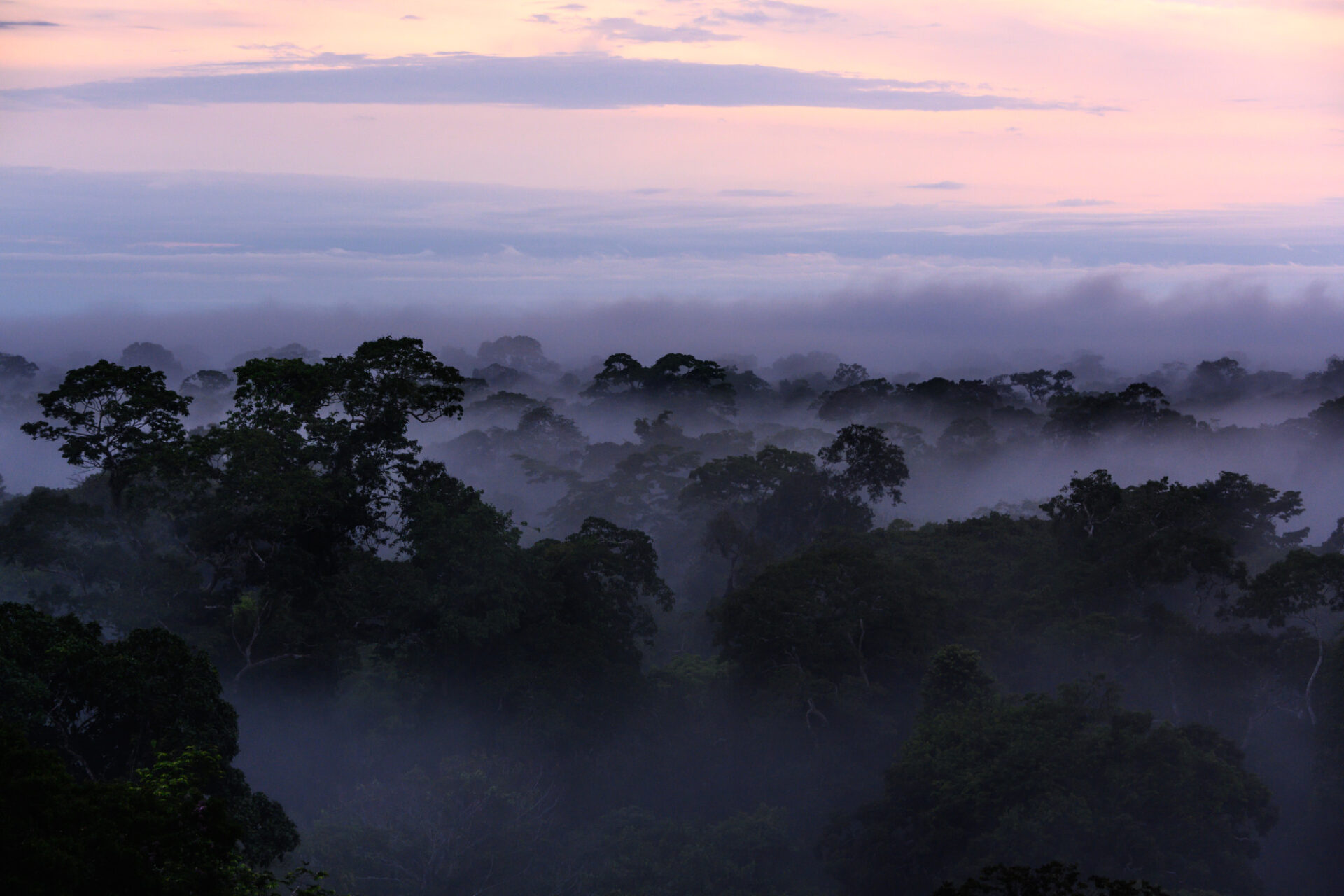 Urwald am Tambopata-Fluss in Amazonien © Archiv