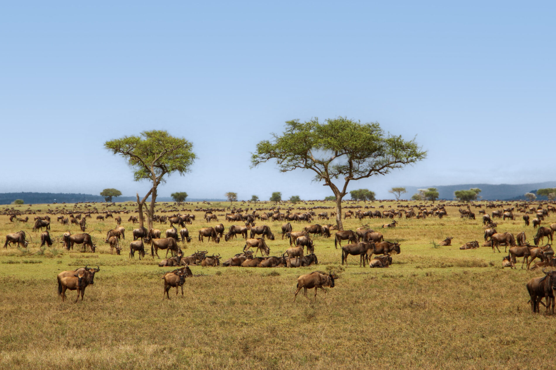 Große Gnuherden in der Serengeti © Yvonne Frommater