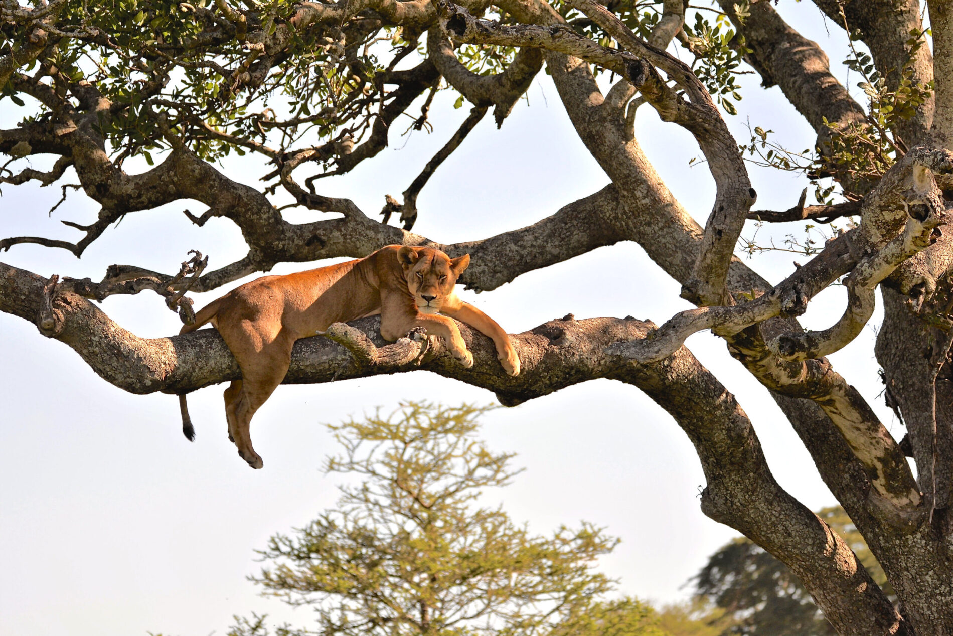 Baumlöwe in der Serengeti © Marie Scholz