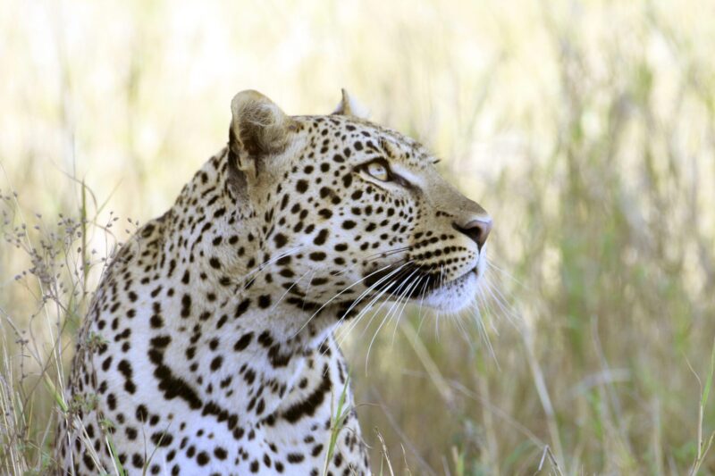 Anmutig und stolz – Leoparden gehören zu den schönsten Großkatzen